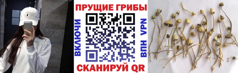 гидра сайт где найти наркотики Тогучин Галлюциногенные грибы Psilocybine cubensis